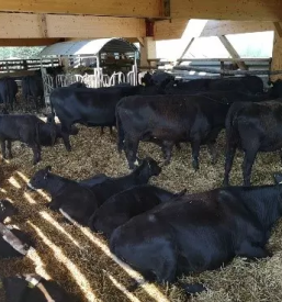 Black angus meso slovenija