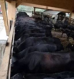 Black angus meso slovenija