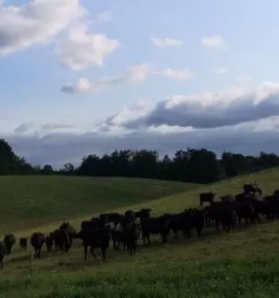 Black angus meso slovenija