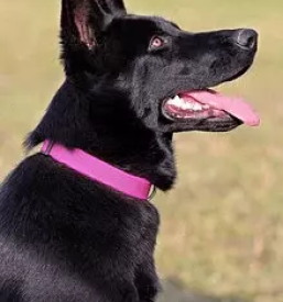 Quality collars for dogs europe