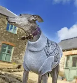 Quality collars for dogs europe