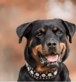 Quality collars for dogs europe .png