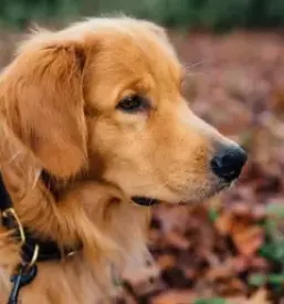 Quality collars for dogs europe