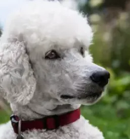 Quality collars for dogs europe
