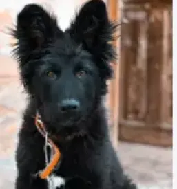Quality collars for dogs europe