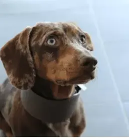 Quality collars for dogs europe