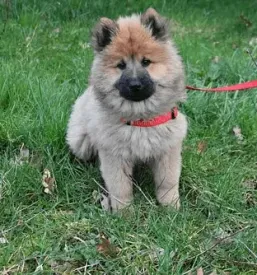 Quality collars for dogs europe