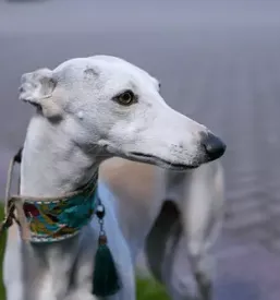Quality collars for dogs europe