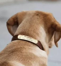 Quality collars for dogs europe