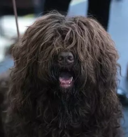 Salon za pse lovrenc na dravskem polju