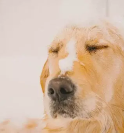 Salon za pse lovrenc na dravskem polju