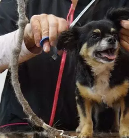 Salon za pse lovrenc na dravskem polju