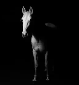 Diagnostika za konje savinjska in slovenija