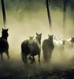 Diagnostika za konje savinjska in slovenija