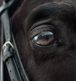 Diagnostika za konje savinjska in slovenija