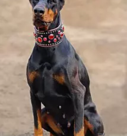 Dog collar europe
