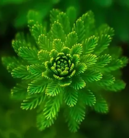 Fotografiranje narave bela krajina