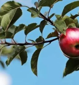 Obrezovanje sadnih dreves podravska