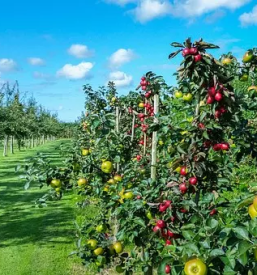 strokovno obrezovanje sadnih dreves podravska
