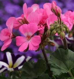 Prodaja balkonskih in enoletnih rastlin sencur