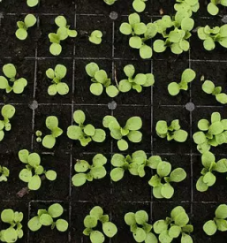 Ugodna vrtnarija savinjska