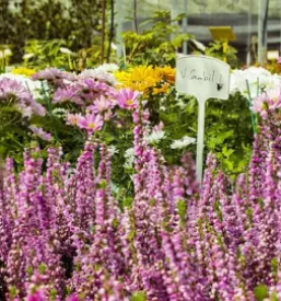 Ugodna vrtnarija savinjska