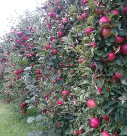 Domaci jabolcni kis notranjska