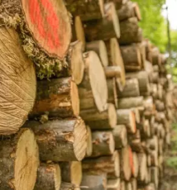 Ugodne storitve za gozdarstvo slovenija nemcija