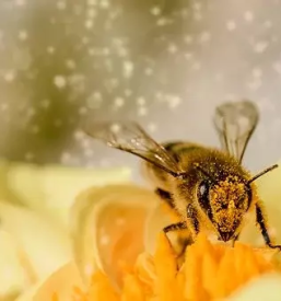 Cvetlicni in lipov med bovec