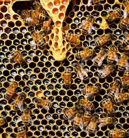 Cvetlicni in lipov med bovec