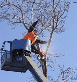 Kvalitetno obrezovanje dreves gorenjska