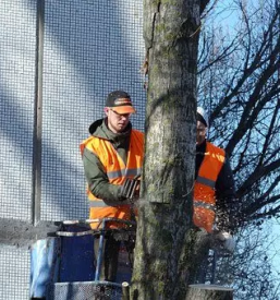 Kvalitetno obrezovanje dreves gorenjska