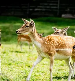 Lovska družina Most na Soči, Tolmin