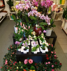 Najboljša cvetličarna