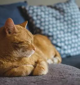 Nega hisnih ljubljenckov tolmin in okolica