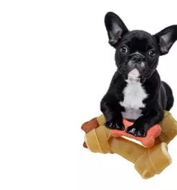 Nega hisnih ljubljenckov tolmin in okolica