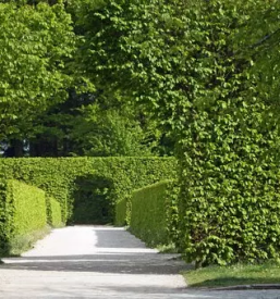 Obrezovanje grmov in dreves dolenjska