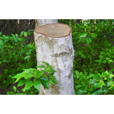 KOŠNJA IN UREJANJE OKOLICE TOMAŽ RADIČ S.P.