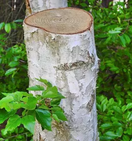 Obrezovanje grmov in dreves dolenjska