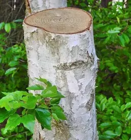 Obrezovanje grmov in dreves dolenjska