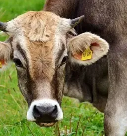 Prodaja domacega mleka in mlecnih izdelkov savinjska