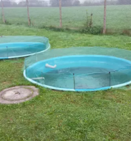 Prodaja sladkovodnih rib gorenjska