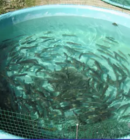Prodaja sladkovodnih rib gorenjska