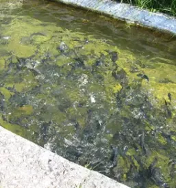 Prodaja sladkovodnih rib gorenjska