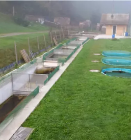 Ribiska druzina ziri