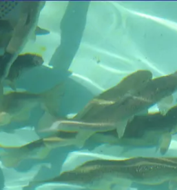 Ribiska druzina ziri