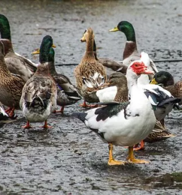 Domače sadje Maribor, Štajerska
