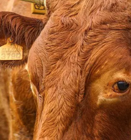 Domači pridelki Maribor, Štajerska