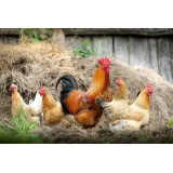 Kmečki turizem Bračko, Violeta Rebernik