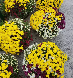 Urejanje grobov Zasavje